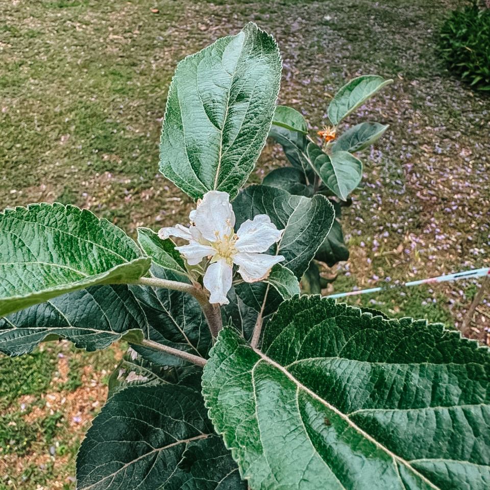 Un símbolo del conocimiento en la FACET: el retoño del Manzano de Newton floreció por primera vez
