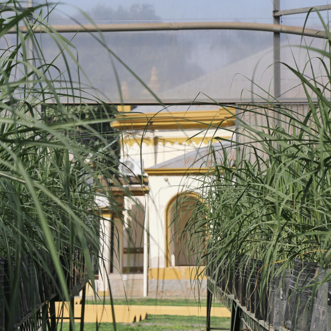 Estudiantes y docentes de la FACET visitaron la Estación Experimental Agroindustrial Obispo Colombres